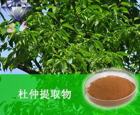 南箭厂牌 杜仲提取物 植物提取物