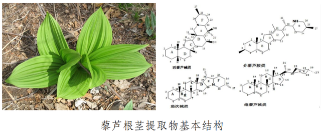 新突破!速效植物源杀螨剂"黎芦根茎提取物"强势来袭!